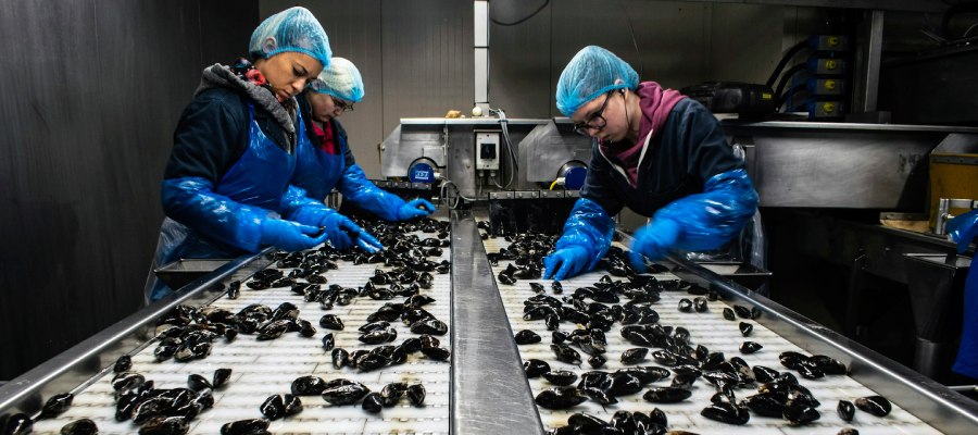 medewerkerrs aan een lopende band controleren mosselen